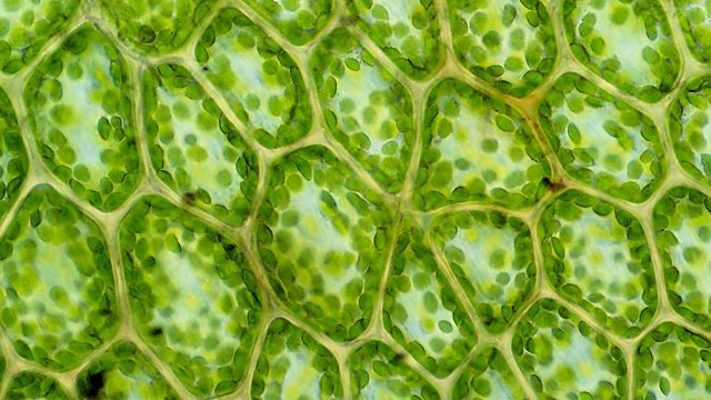 plant-cells
